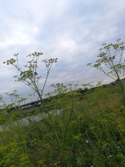 Pastinaca sativa