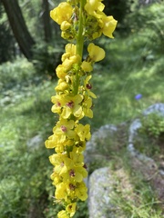 Verbascum alpinum