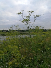 Pastinaca sativa