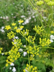Pastinaca sativa