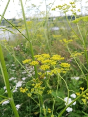 Pastinaca sativa
