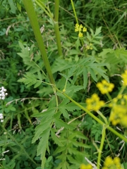 Pastinaca sativa
