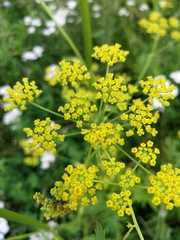 Pastinaca sativa