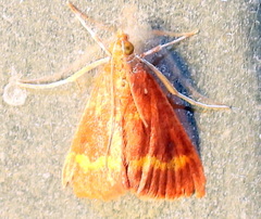 Pyrausta pseuderosnealis