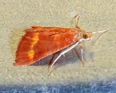 Pyrausta pseuderosnealis