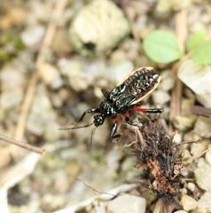 Ectrychotes andreae