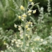 Artemisia sieversiana - Photo (c) Наталья Фомина, some rights reserved (CC BY-NC), uploaded by Наталья Фомина