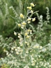 Sievers Wormwood - Photo (c) Наталья Фомина, some rights reserved (CC BY-NC), uploaded by Наталья Фомина