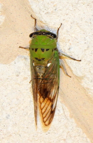 Superb Dog-day Cicada