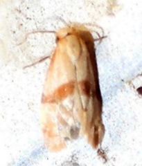 Cochylis caulocatax