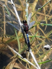 Erythrodiplax abjecta