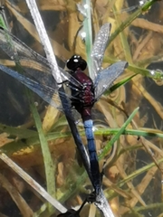 Erythrodiplax abjecta