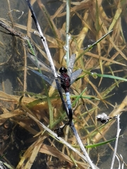 Erythrodiplax abjecta