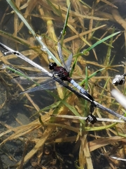 Erythrodiplax abjecta