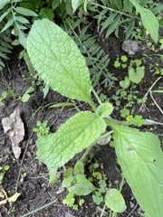Borago officinalis