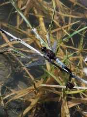 Erythrodiplax abjecta