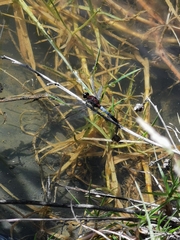 Erythrodiplax abjecta