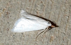 Leptosteges vestaliella