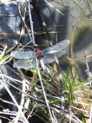 Erythrodiplax abjecta