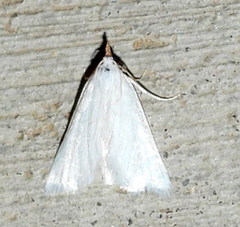 Leptosteges vestaliella