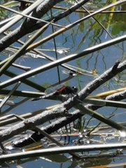 Erythrodiplax abjecta