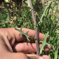 Rafinesquia californica