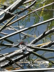 Erythrodiplax abjecta