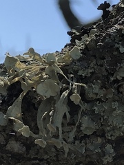 Ramalina leptocarpha