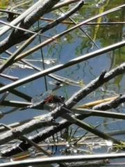 Erythrodiplax abjecta