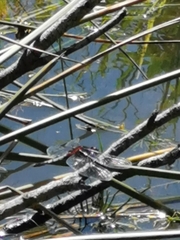 Erythrodiplax abjecta