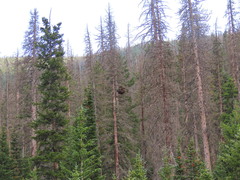 Chrysomyxa arctostaphyli