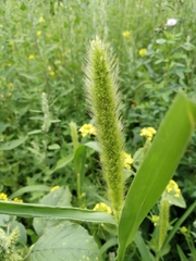 Setaria viridis