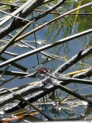 Erythrodiplax abjecta