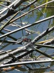 Erythrodiplax abjecta