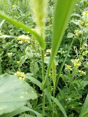 Setaria viridis