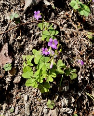 Oxalis metcalfei