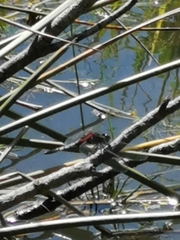 Erythrodiplax abjecta