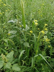 Setaria viridis