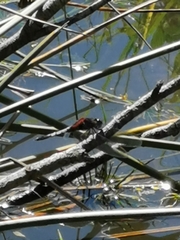 Erythrodiplax abjecta