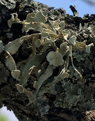 Ramalina leptocarpha