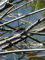 Erythrodiplax abjecta