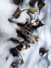 Hepatica