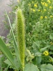 Setaria viridis