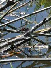 Erythrodiplax abjecta