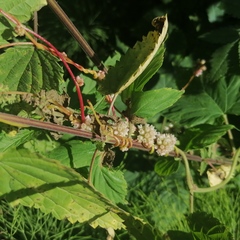 Cuscuta europaea