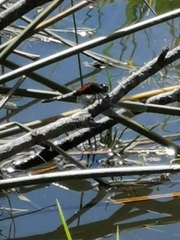 Erythrodiplax abjecta