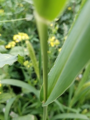 Setaria viridis