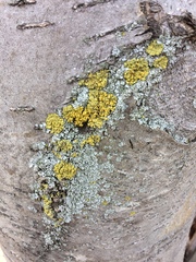 Xanthomendoza fallax