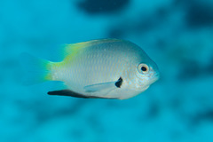 Pomacentrus nigromanus