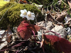 Hepatica